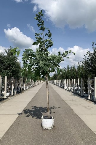 Amerikanisches Gelbholz | Cladrastris kentukea