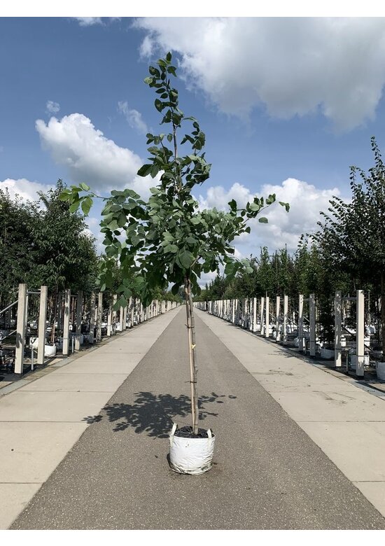 Amerikanisches Gelbholz | Cladrastris kentukea