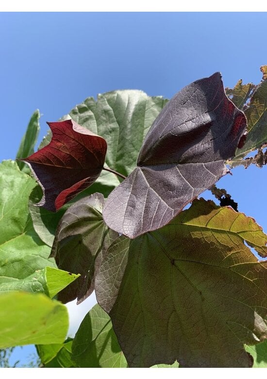 Blut Trompetenbaum | Catalpa erubescens Purpurea
