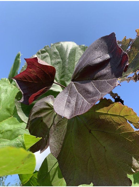 Blut Trompetenbaum | Catalpa erubescens Purpurea Blut Trompetenbaum | Catalpa erubescens Purpurea