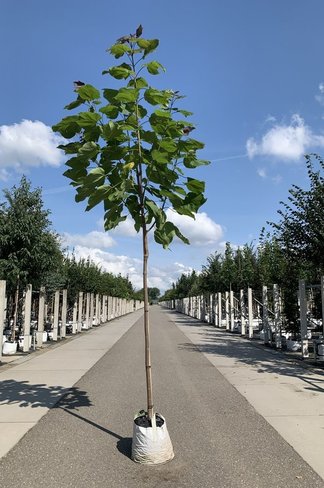 Blut-Trompetenbaum | Catalpa erubescens Purpurea