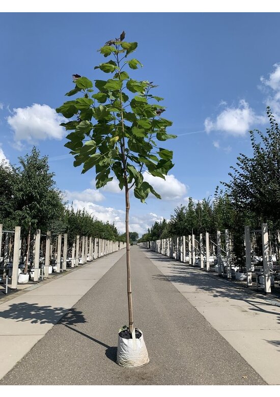 Blut Trompetenbaum | Catalpa erubescens Purpurea