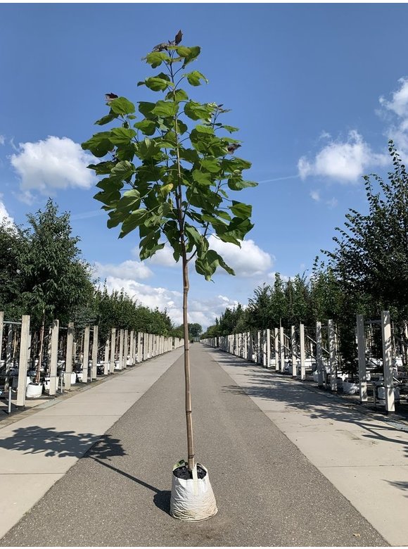 Blut Trompetenbaum | Catalpa erubescens Purpurea Blut Trompetenbaum | Catalpa erubescens Purpurea