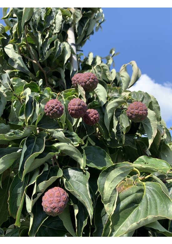 Chinesischer Blumenhartriegel 'Chinensis' - Mehrstämmig | Cornus kousa 'Chinensis'
