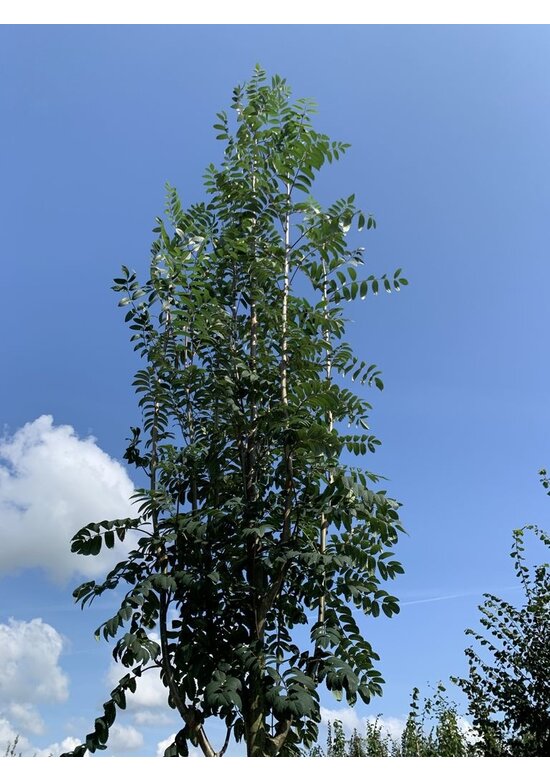 Essbare Eberesche 'Edulis' | Sorbus aucuparia 'Edulis'