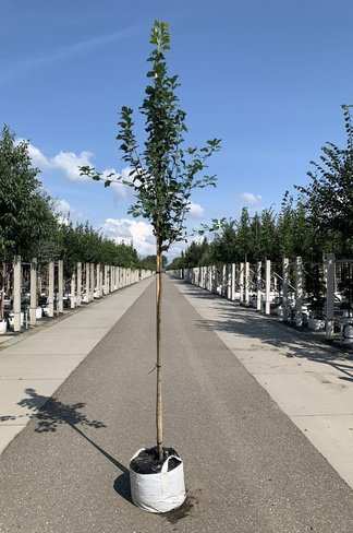Säulen-Felsenbirne 'Obelisk' | Amelanchier alnifolia 'Obelisk'