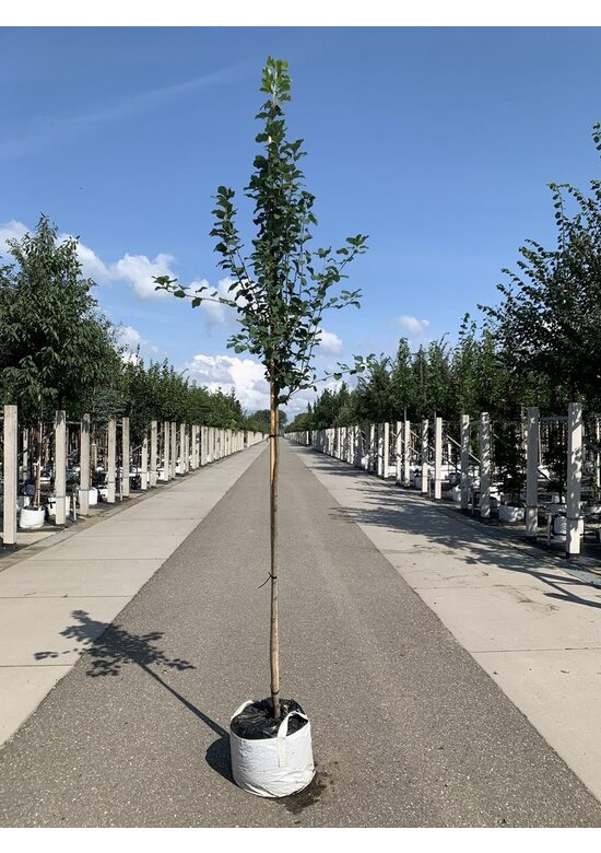 Säulen-Felsenbirne 'Obelisk' | Amelanchier alnifolia 'Obelisk'