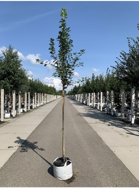 Säulen-Felsenbirne 'Obelisk' | Amelanchier alnifolia 'Obelisk' Säulen-Felsenbirne 'Obelisk' | Amelanchier alnifolia 'Obelisk'