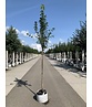 Säulen-Felsenbirne 'Obelisk' | Amelanchier alnifolia 'Obelisk'