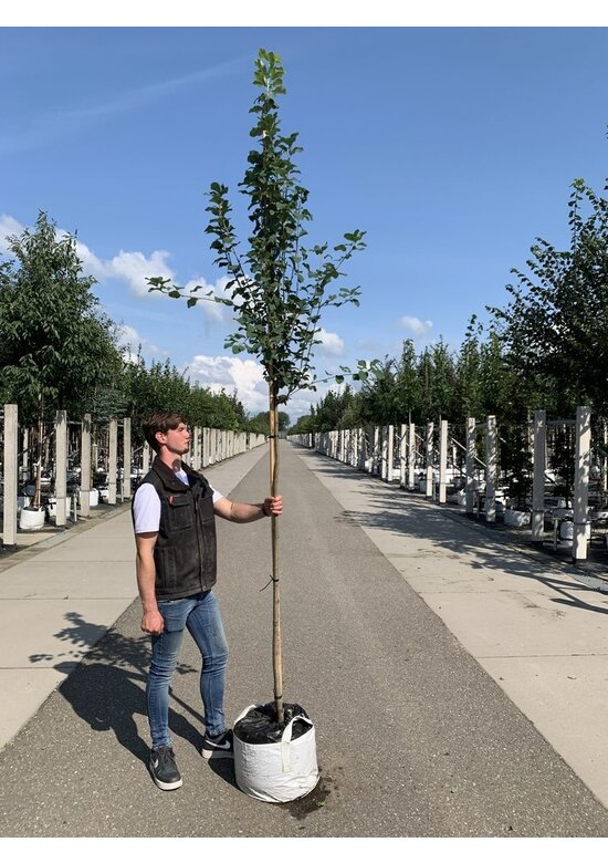 Säulen-Felsenbirne 'Obelisk' | Amelanchier alnifolia 'Obelisk'