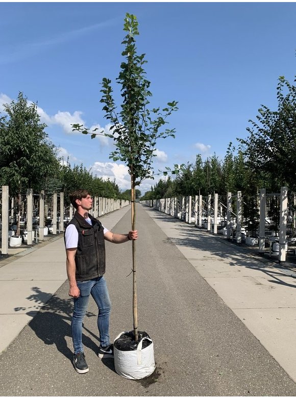 Säulen-Felsenbirne 'Obelisk' | Amelanchier alnifolia 'Obelisk' Säulen-Felsenbirne 'Obelisk' | Amelanchier alnifolia 'Obelisk'