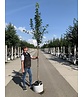 Säulen-Felsenbirne 'Obelisk' | Amelanchier alnifolia 'Obelisk'