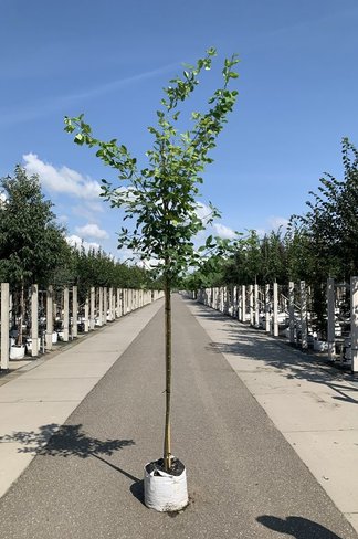 Gemeiner Goldregen | Laburnum anagyroides Gemeiner Goldregen | Laburnum anagyroides