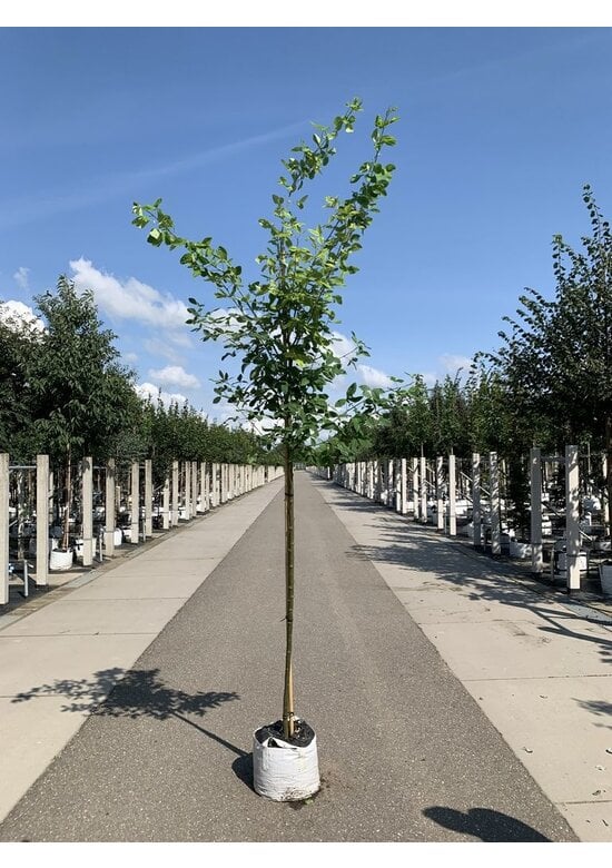 Gemeiner Goldregen | Laburnum anagyroides