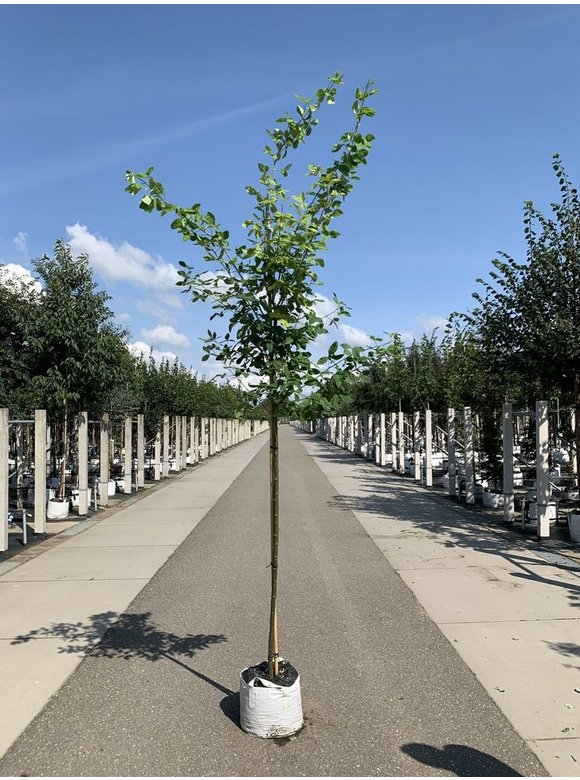 Gemeiner Goldregen | Laburnum anagyroides Gemeiner Goldregen | Laburnum anagyroides