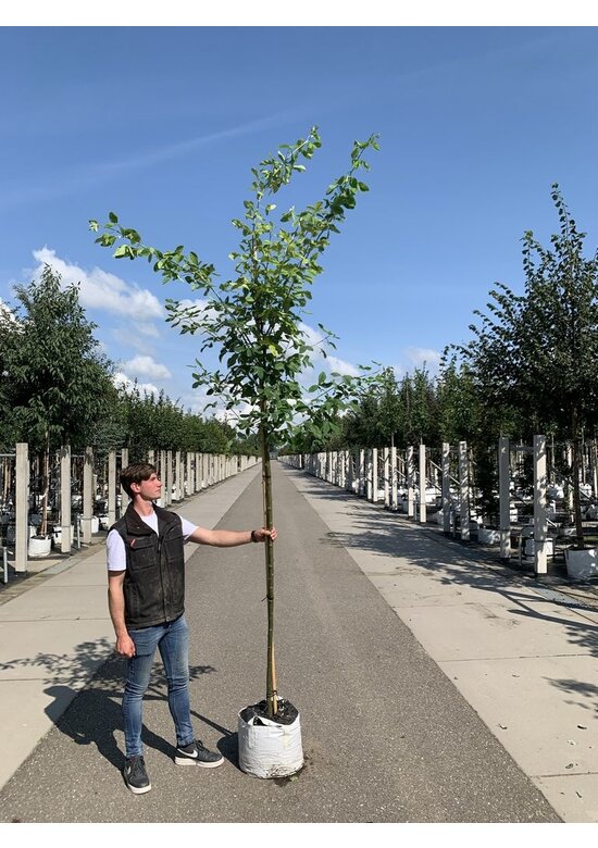 Gemeiner Goldregen | Laburnum anagyroides