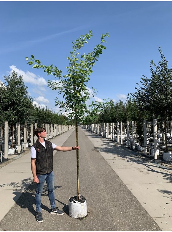 Gemeiner Goldregen | Laburnum anagyroides Gemeiner Goldregen | Laburnum anagyroides