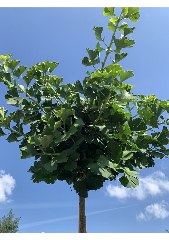 Kugel-Fächerblattbaum 'Globus' | Ginkgo biloba 'Globus' Kugel-Fächerblattbaum 'Globus' | Ginkgo biloba 'Globus'