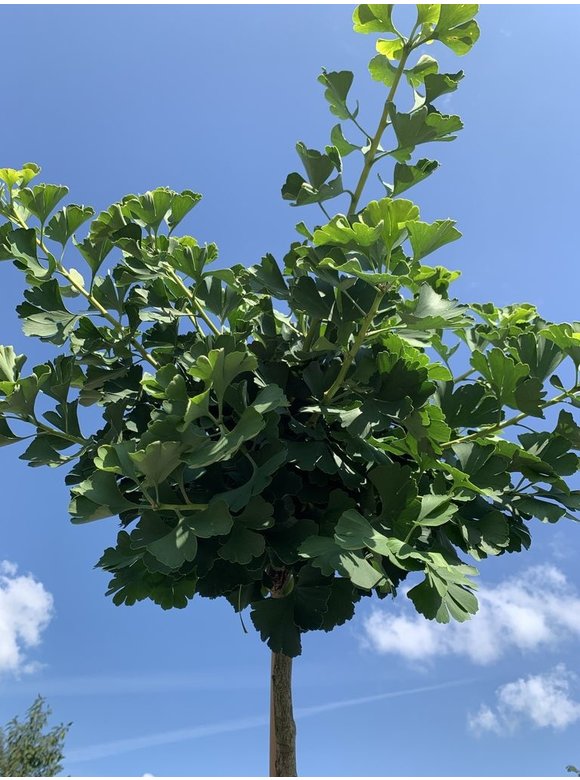 Kugel-Ginkgo - Kugel-Fächerblattbaum 'Globus' | Ginkgo biloba 'Globus' Kugel-Ginkgo - Kugel-Fächerblattbaum 'Globus' | Ginkgo biloba 'Globus'