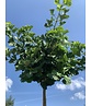 Kugel-Fächerblattbaum 'Globus' | Ginkgo biloba 'Globus'