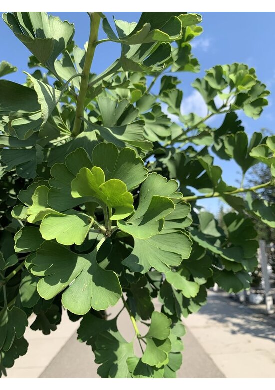Kugel-Fächerblattbaum 'Globus' | Ginkgo biloba 'Globus' Kugel-Fächerblattbaum 'Globus' | Ginkgo biloba 'Globus'