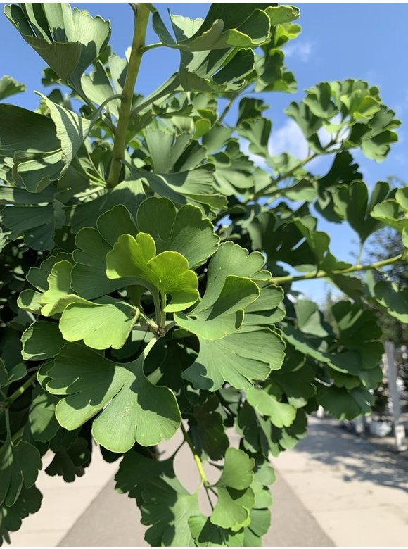 Kugel-Ginkgo - Kugel-Fächerblattbaum 'Globus' | Ginkgo biloba 'Globus' Kugel-Ginkgo - Kugel-Fächerblattbaum 'Globus' | Ginkgo biloba 'Globus'
