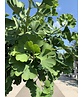 Kugel-Fächerblattbaum 'Globus' | Ginkgo biloba 'Globus' Kugel-Fächerblattbaum 'Globus' | Ginkgo biloba 'Globus'