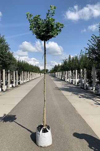 Kugel-Fächerblattbaum 'Globus' | Ginkgo biloba 'Globus'