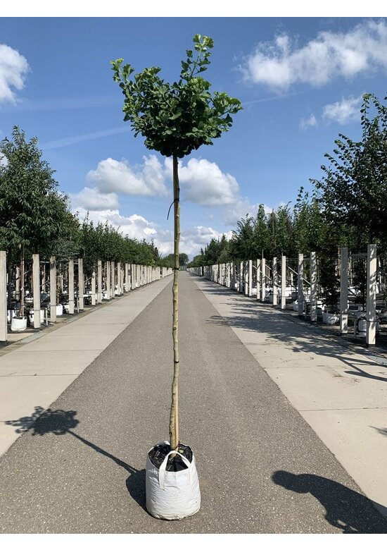 Kugel-Fächerblattbaum 'Globus' | Ginkgo biloba 'Globus'