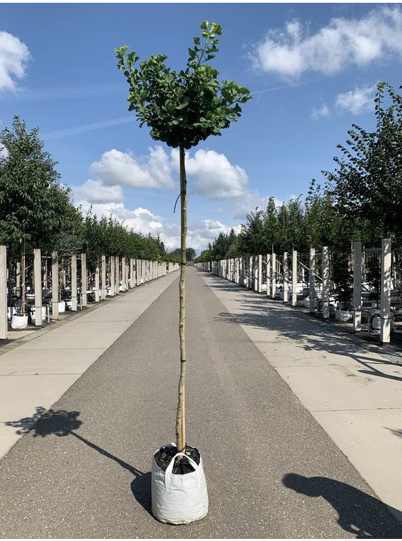 Kugel-Ginkgo - Kugel-Fächerblattbaum 'Globus' | Ginkgo biloba 'Globus' Kugel-Ginkgo - Kugel-Fächerblattbaum 'Globus' | Ginkgo biloba 'Globus'