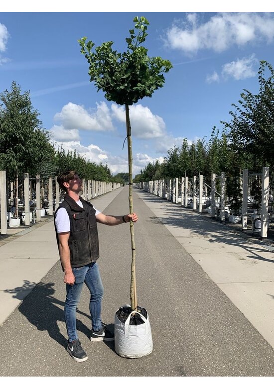 Kugel-Fächerblattbaum 'Globus' | Ginkgo biloba 'Globus'