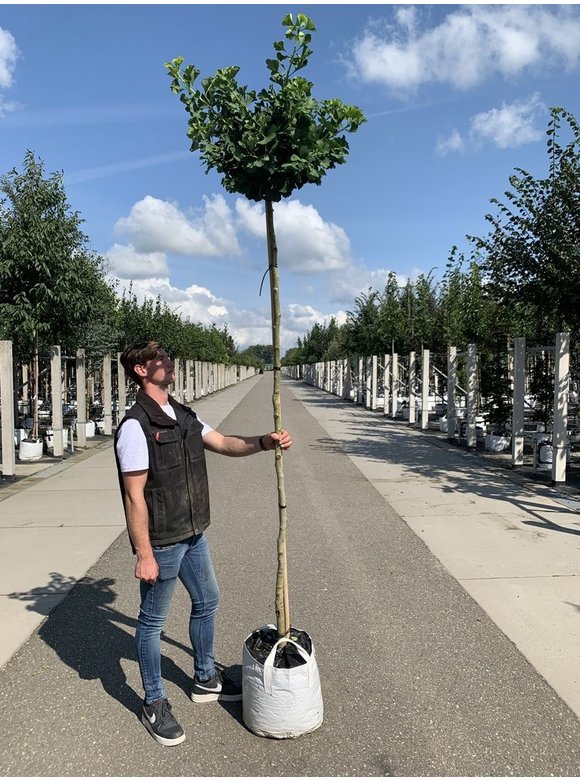 Kugel-Ginkgo - Kugel-Fächerblattbaum 'Globus' | Ginkgo biloba 'Globus' Kugel-Ginkgo - Kugel-Fächerblattbaum 'Globus' | Ginkgo biloba 'Globus'