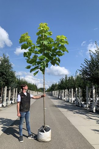 Gelber Trompetenbaum | Catalpa bignonioides 'Aurea'
