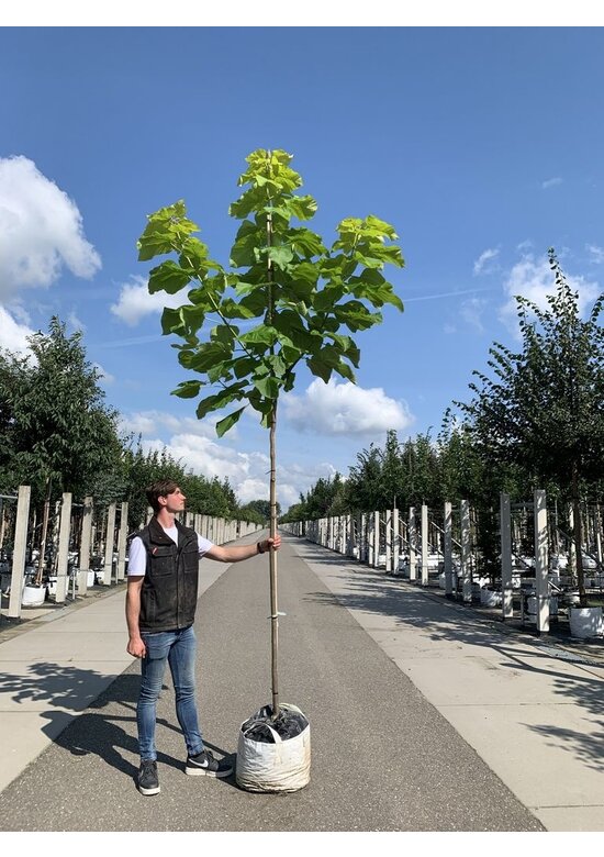 Gelber Trompetenbaum | Catalpa bignonioides 'Aurea'