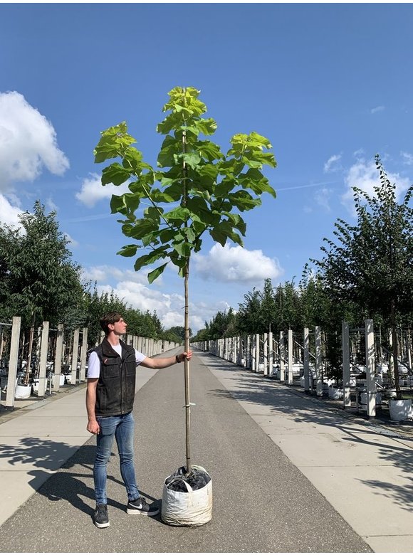 Gelber Trompetenbaum | Catalpa bignonioides 'Aurea' Gelber Trompetenbaum | Catalpa bignonioides 'Aurea'