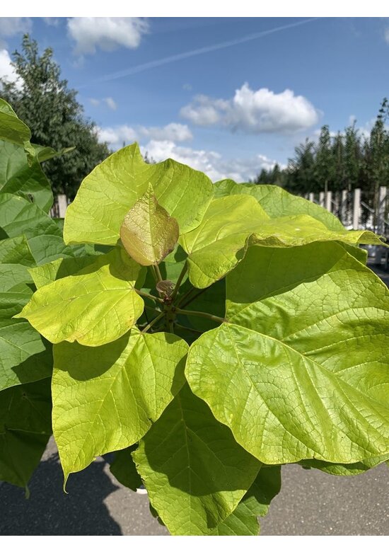 Gelber Trompetenbaum | Catalpa bignonioides 'Aurea'