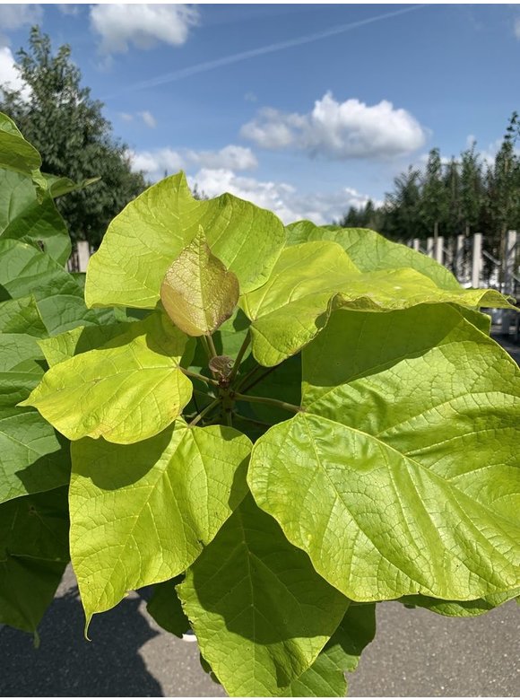 Gelber Trompetenbaum | Catalpa bignonioides 'Aurea' Gelber Trompetenbaum | Catalpa bignonioides 'Aurea'