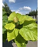 Gelber Trompetenbaum | Catalpa bignonioides 'Aurea'
