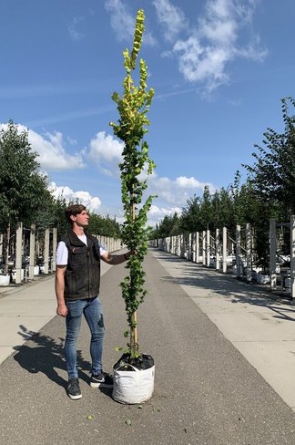 Goldulme 'Wredei' | Ulmus hollandica 'Wredei'