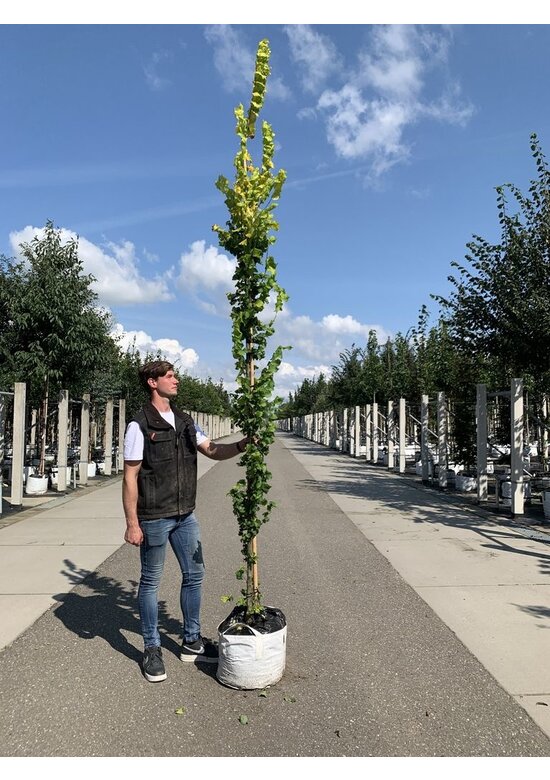 Goldulme 'Wredei' | Ulmus hollandica 'Wredei'