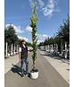 Goldulme 'Wredei' | Ulmus hollandica 'Wredei'