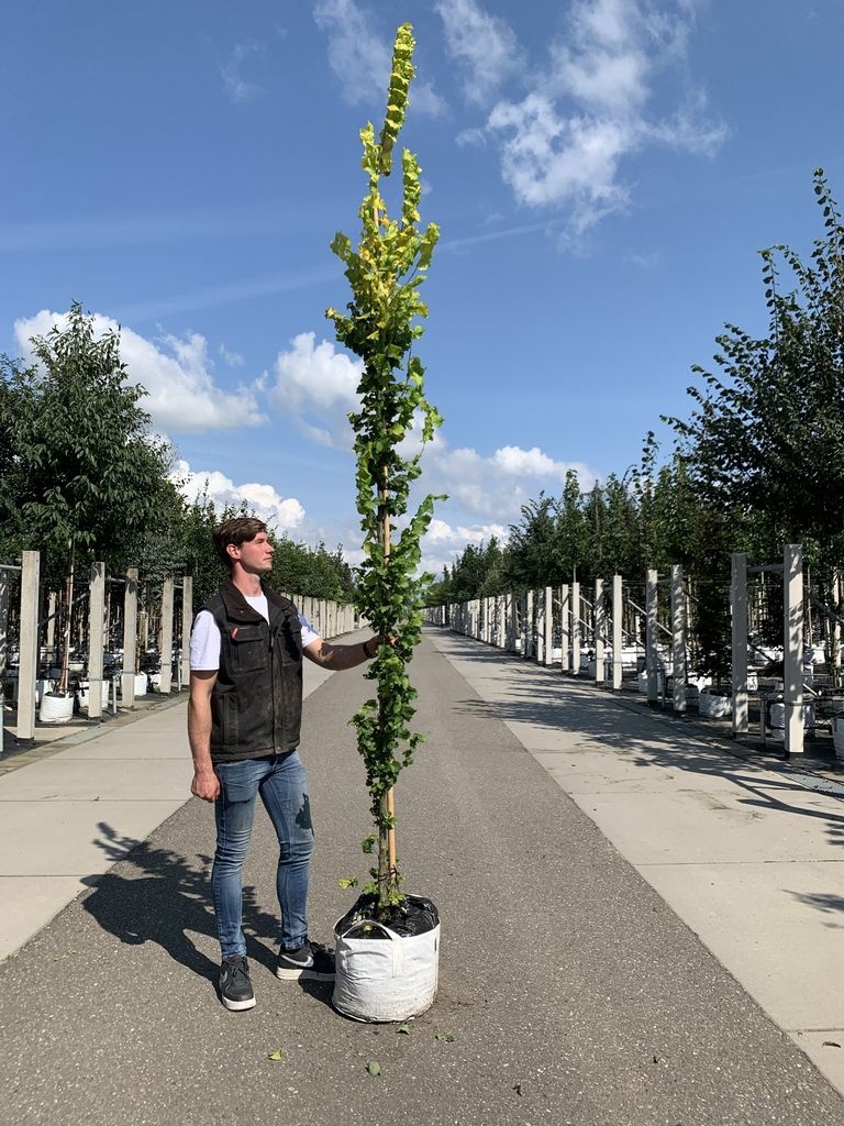 Ulmus 'Wredei' Eleganz in Säulenform für jeden Garten! Venovi