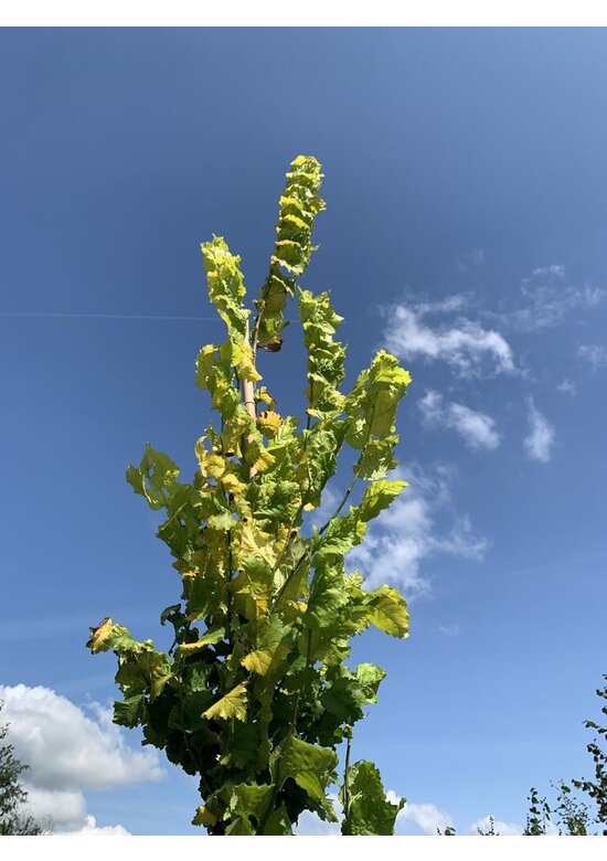 Goldulme 'Wredei' | Ulmus hollandica 'Wredei'