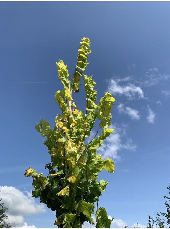 Goldulme 'Wredei' | Ulmus hollandica 'Wredei' Goldulme 'Wredei' | Ulmus hollandica 'Wredei'