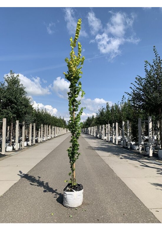 Goldulme 'Wredei' | Ulmus hollandica 'Wredei'