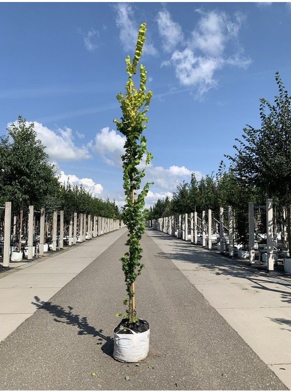 Goldulme 'Wredei' | Ulmus hollandica 'Wredei' Goldulme 'Wredei' | Ulmus hollandica 'Wredei'