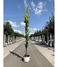 Goldulme 'Wredei' | Ulmus hollandica 'Wredei'