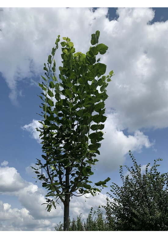 Großblättrige Sommerlinde 'Örebro' | Tilia platyphyllos 'Örebro'