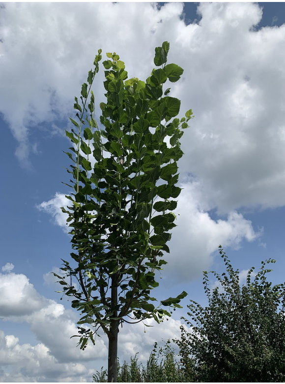 Großblättrige Sommerlinde 'Örebro' | Tilia platyphyllos 'Örebro' Großblättrige Sommerlinde 'Örebro' | Tilia platyphyllos 'Örebro'