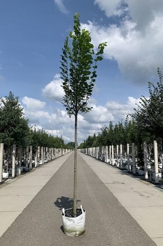 Großblättrige Sommerlinde 'Örebro' | Tilia platyphyllos 'Örebro' Großblättrige Sommerlinde 'Örebro' | Tilia platyphyllos 'Örebro'